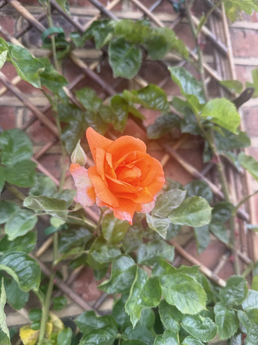 WaspsFan1980's tweet photo. Woke up to a nice surprise, our 1st Rose of the year has bloomed 😁😁😁 🌹 🌹 #LondonBalconyGarden https://t.co/07nzakMIZ0
