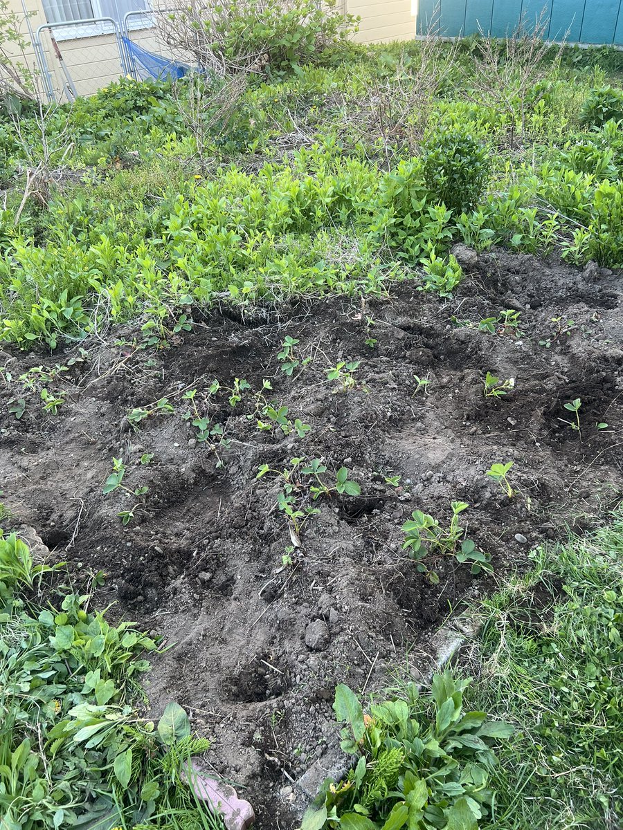 cottonflower_v's tweet photo. 今日はまったりDayだったので畑の雑草をひたすら引っこ抜いてました🌱
それでもまだ8分の1位…🥹
暖かくなってきたのでこれからもちょくちょくきれいにして苗や種をいろいろ植えていきたいなと思います😂
#家庭菜園 https://t.co/tIKXHzxTlh