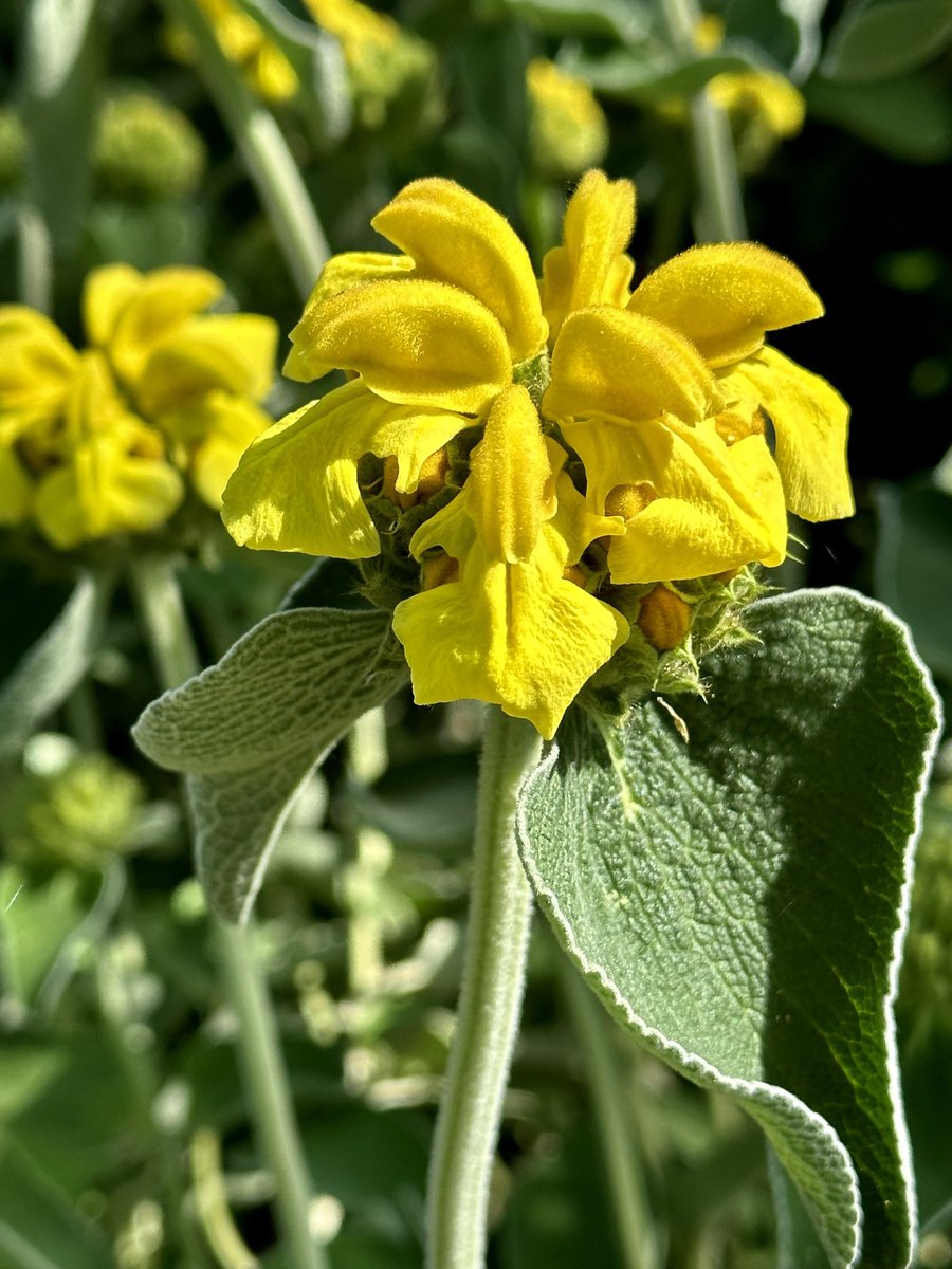 JohnH14458271's tweet photo. Happy Sunday Yellow 💛💛#SundayYellow! 💛💛 @ThePhotoHour #YellowFlag
 #flowerphotography
#XNaturePhotography
#TwitterNaturePhotography 
@SheffieldStar @shftelegraph
@Sheff_HousingCo https://t.co/OMnVtcCQCs
