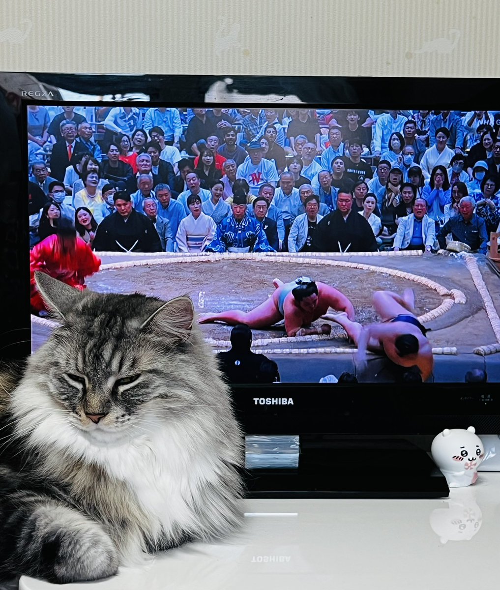 猫屋敷 (@harapeko234) / Posts / X