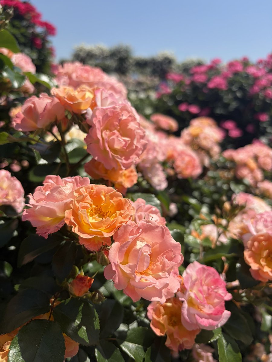 おつほのさまー♡ 自主企画バラ🌹撮影でしたー☺️！！ 来てくださった