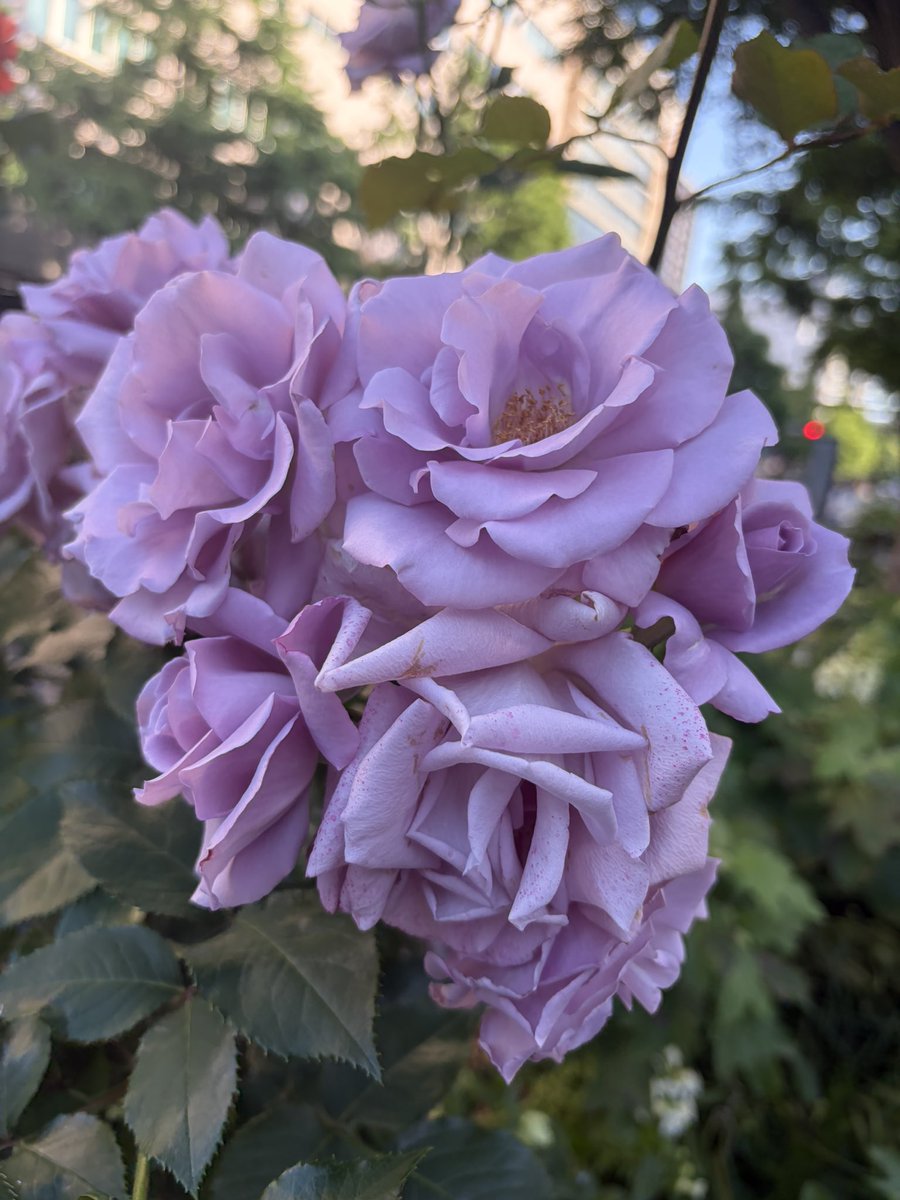 おつほのさまー♡ 自主企画バラ🌹撮影でしたー☺️！！ 来てくださった