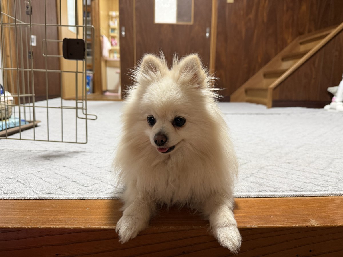 モモ🐶ポメラニアン tweet media