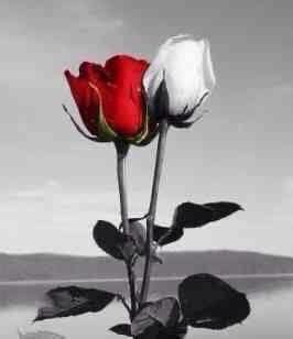 ad_kerim's tweet photo. 🌷Tüm annelerin anneler Gününü kutluyorum. 🌷 https://t.co/u3FG5X08GB