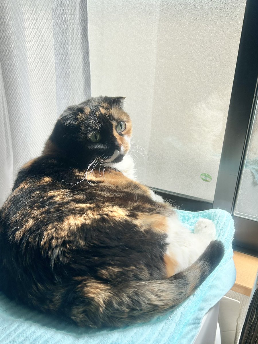 miuchibimalu's tweet photo. じつは〜
『彩の国さいたま』
の県民 県ニャンになりましたぁ♪
みんな元気だ(^ ̳• ·̫ • ̳^)ﾆｬｰﾝ!!
#猫のいる暮らし https://t.co/PmXeyxE4Ob