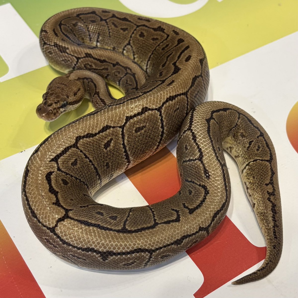 ジャパンレプタイルズショー in 京都 販売予定個体 ［Ball Pythons as