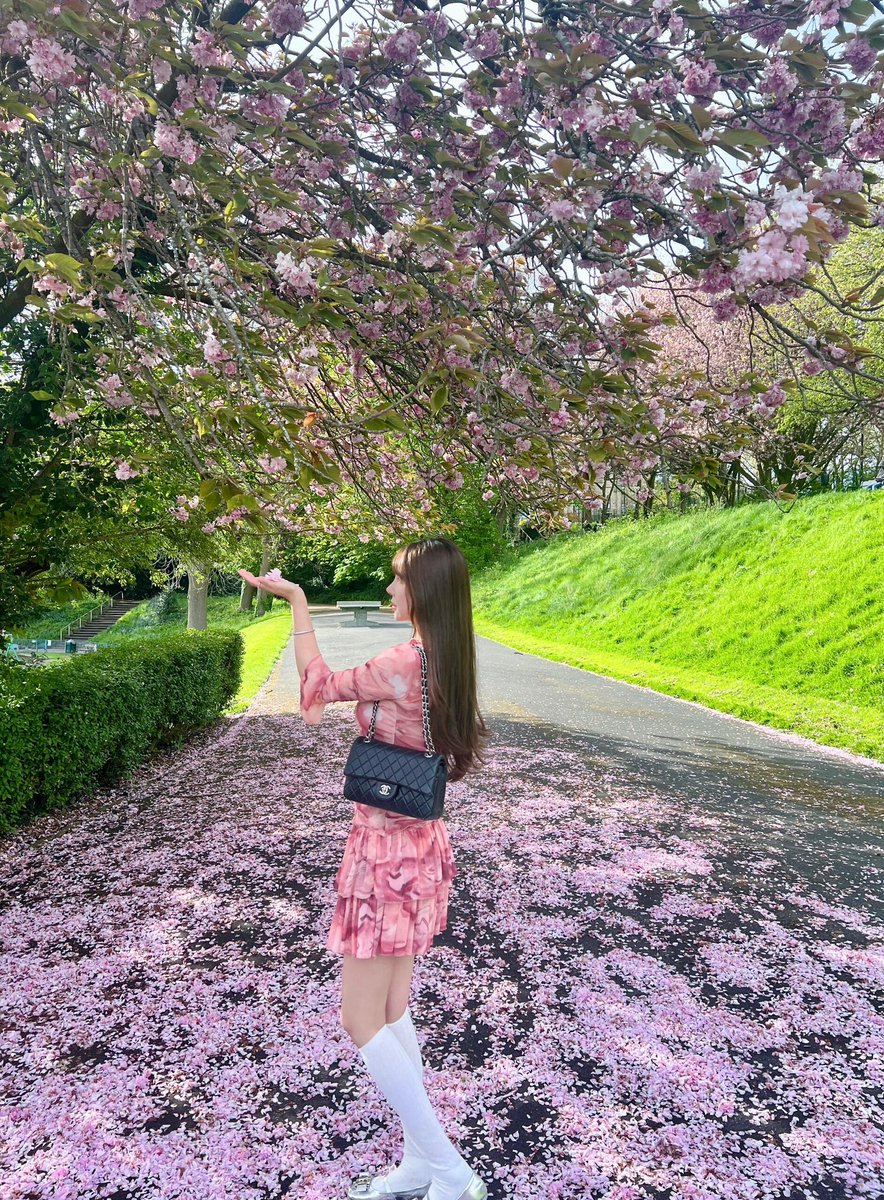 SweetDorothy8's tweet photo. I still like cherry blossoms. https://t.co/5bmWjUaak6