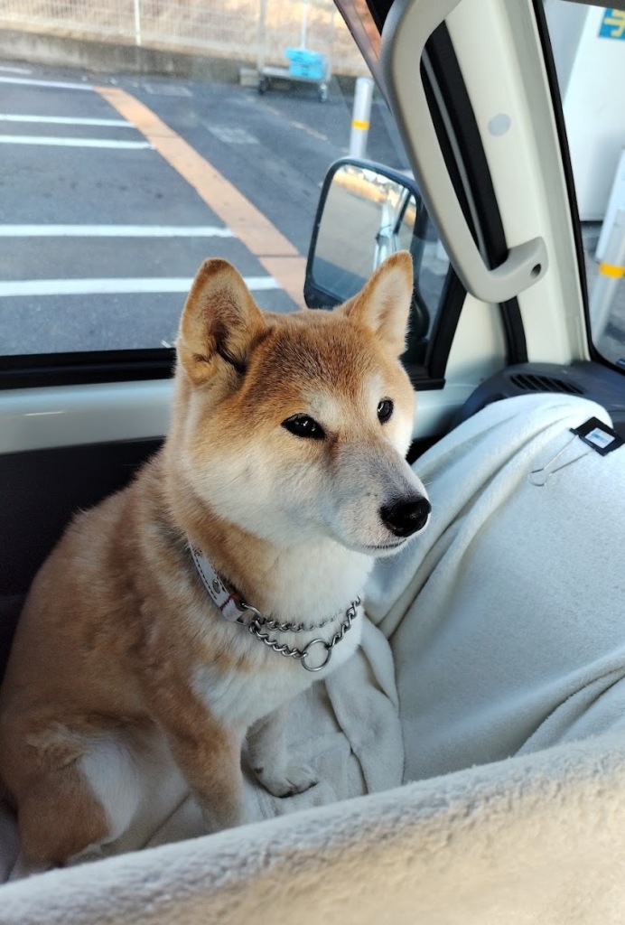 sun29san's tweet photo. 柴犬沙羅夕散歩、良い日だよねー車は楽しいねー帰ってきたら胡蝶蘭ドゥタンｎ、ビックリねー／、誰かなー--。ＣａＮＤａ様ねー、ありがとうございます／嬉しいです。 https://t.co/vmZaJfpQ1u