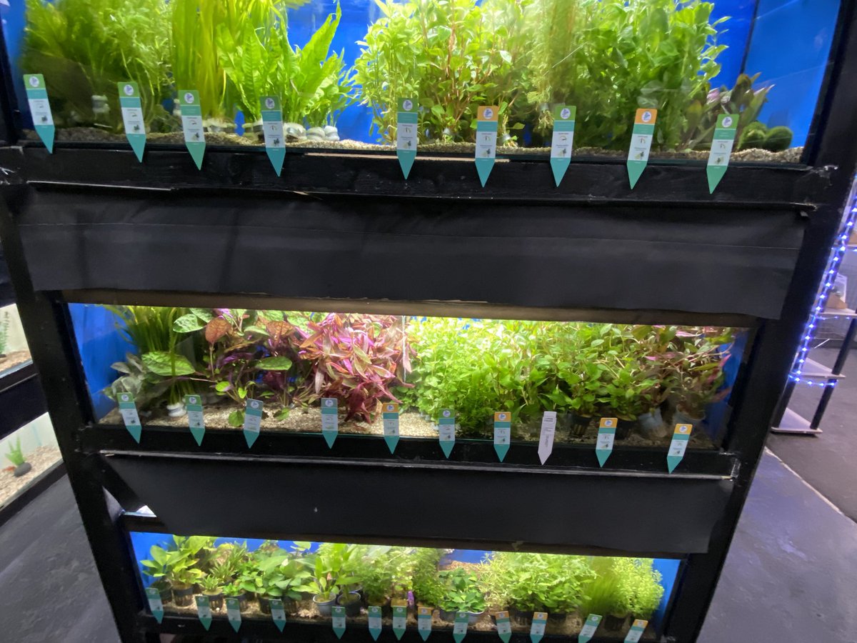 UAquaticsUK's tweet photo. Fresh stock in store! Live food available: bloodworm, daphnia &amp; brine shrimp 🐟 Plus a great range of live plants including bunched and potted varieties 🌿 Pop in while stocks last!

#tropicalfish #aquarium #fishtank #fish #aquariumhobby #aquascape #aquariumfish #freshwateraquar https://t.co/IY23qMpM4V