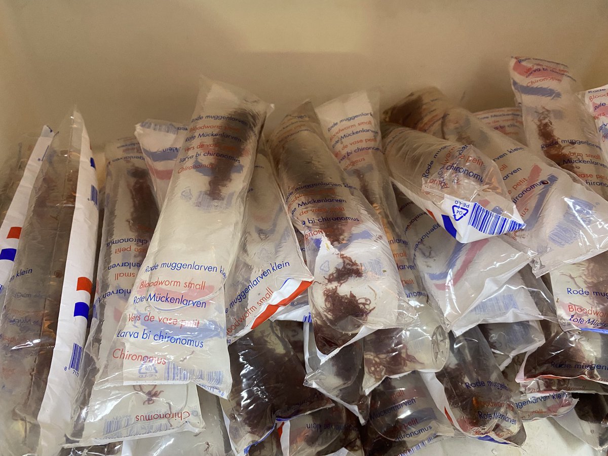 UAquaticsUK's tweet photo. Fresh stock in store! Live food available: bloodworm, daphnia &amp; brine shrimp 🐟 Plus a great range of live plants including bunched and potted varieties 🌿 Pop in while stocks last!

#tropicalfish #aquarium #fishtank #fish #aquariumhobby #aquascape #aquariumfish #freshwateraquar https://t.co/IY23qMpM4V