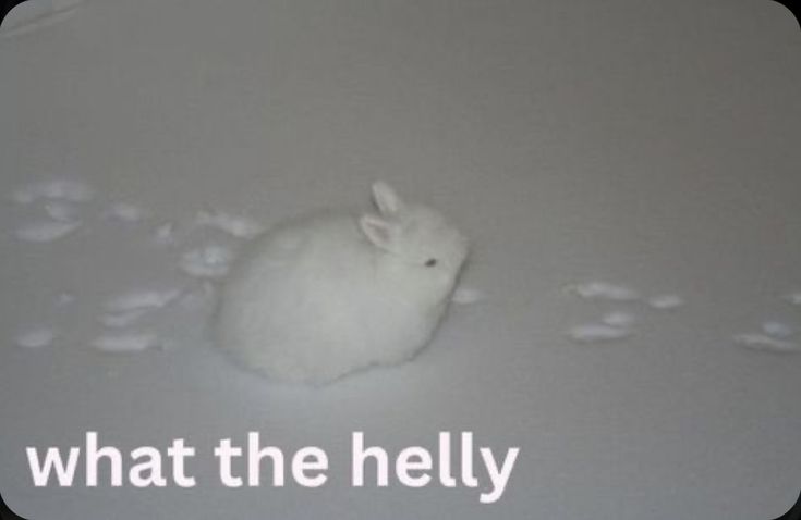 thepopularanimals (@animalpopular9) on Twitter photo 