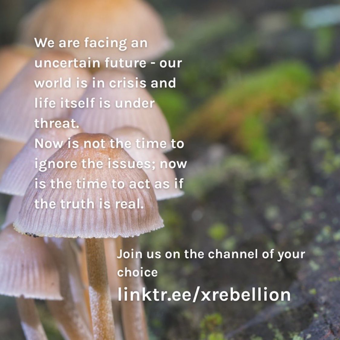 Extinction Rebellion Global tweet media