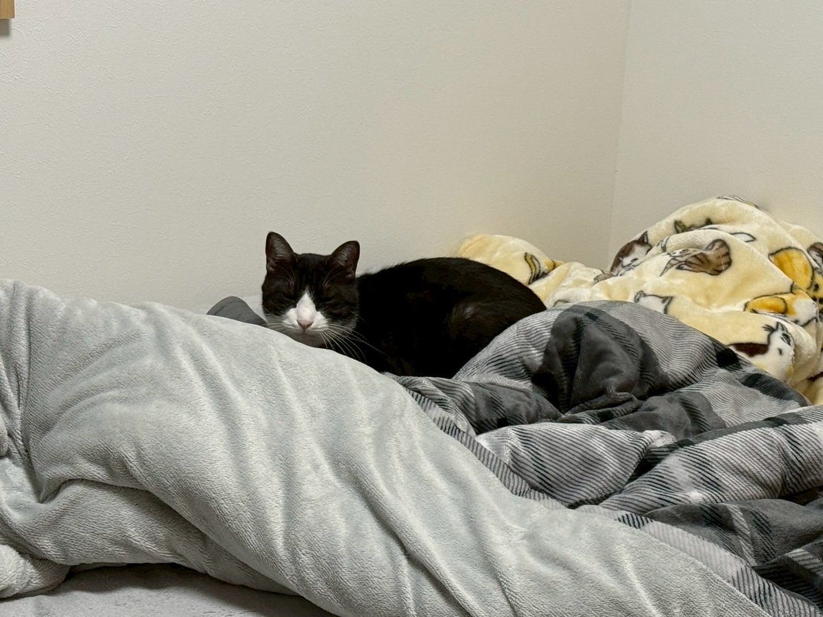 クゥハウス朋猫 tweet media