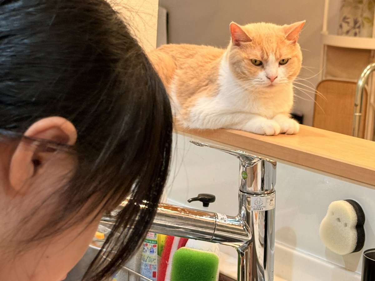 ぷっちょ🐈 tweet media
