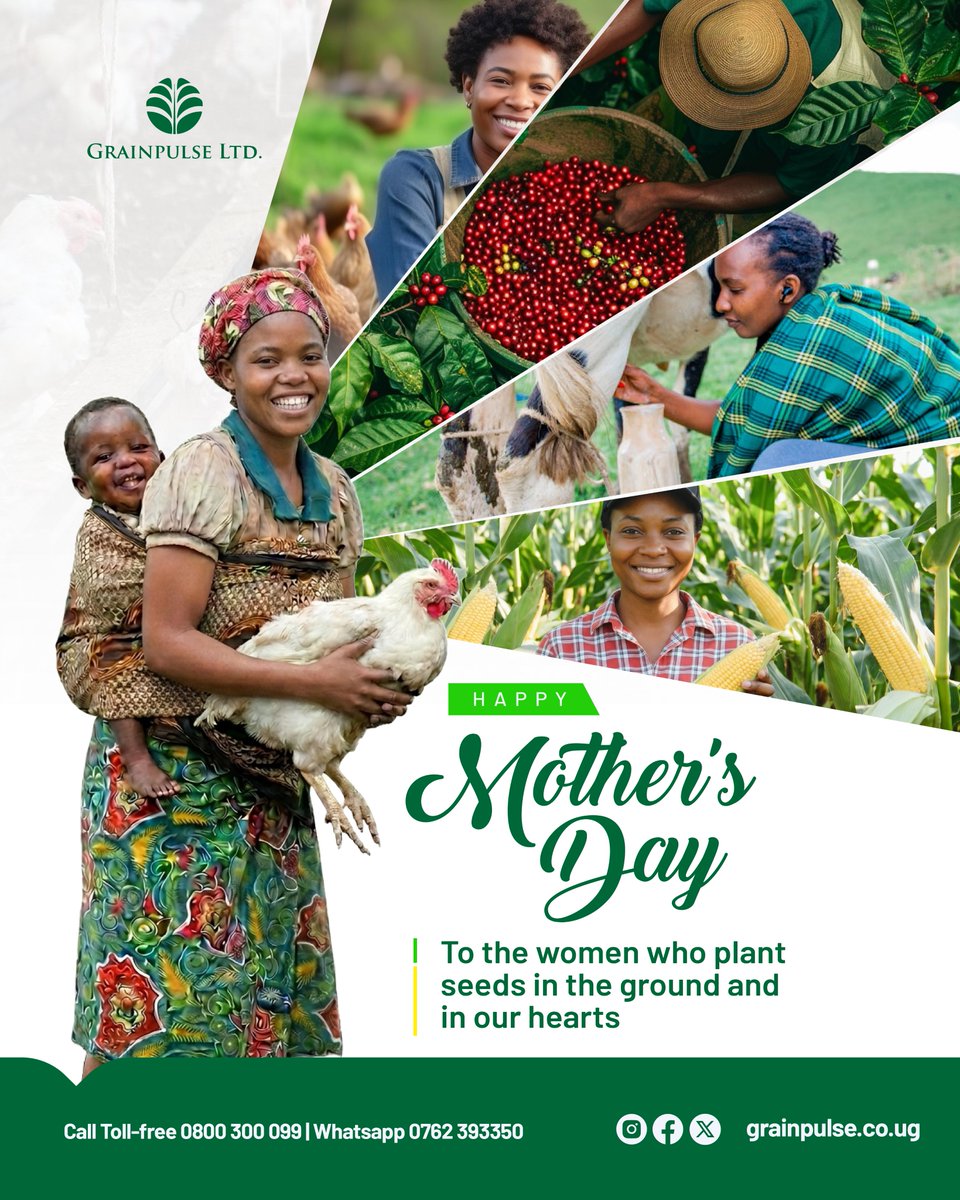 GrainpulseUG's tweet photo. Happy Mother's Day.

To the women who plant seeds in the ground and in our hearts. To the mothers who nurture families and fields.

Thank you for feeding the nation.
#Grainpulse #MothersDay https://t.co/19HWdbkJce