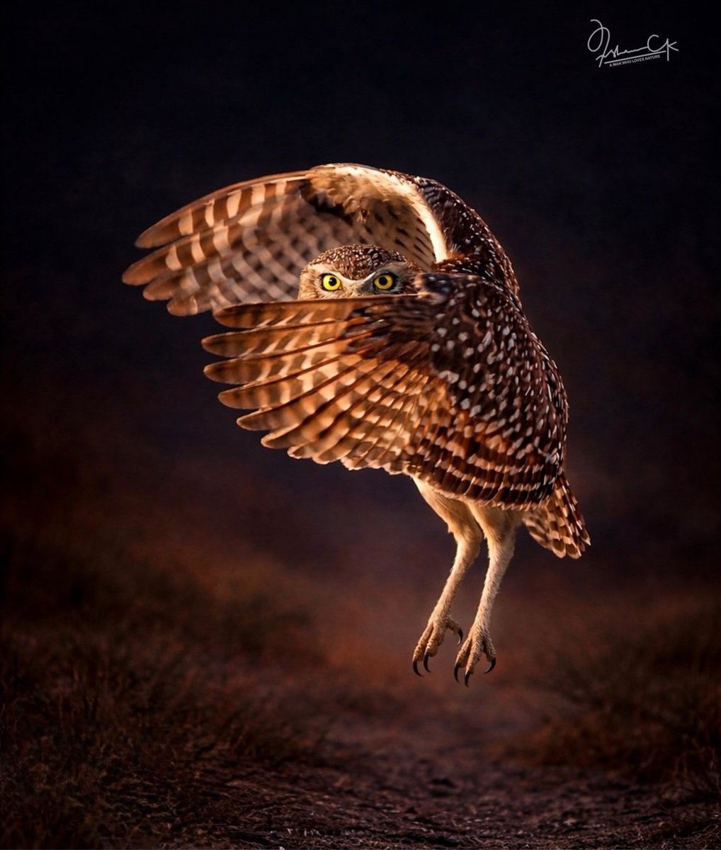Owl-I'm not hiding, I'm just framing my best angle

📸 Irshan CK