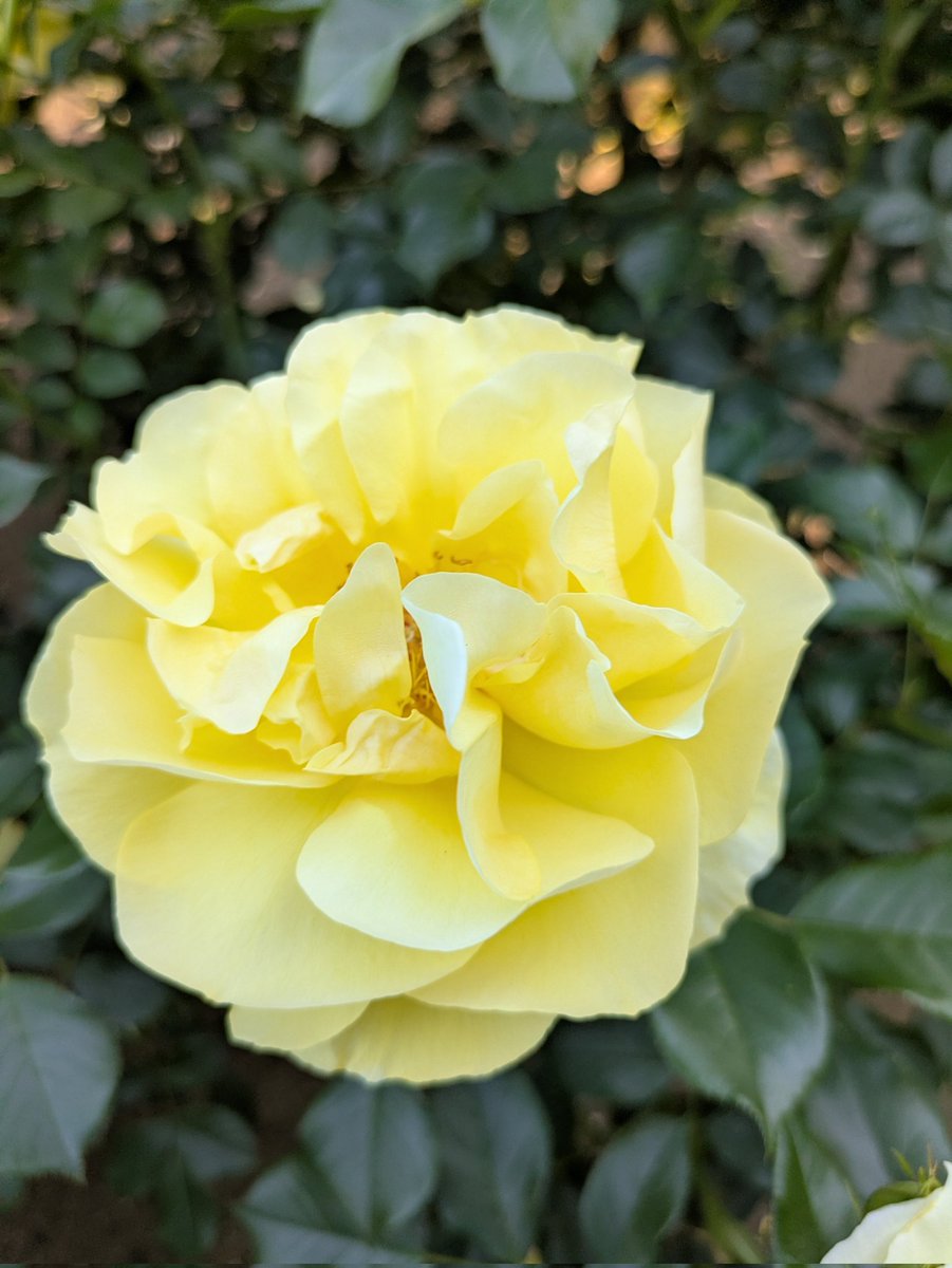 cazbou's tweet photo. 行ってきました、
#与野公園 の #ばらまつり
風は強かったけど、風に揺れる様がまたキレイでした https://t.co/DT8jYeSRPG