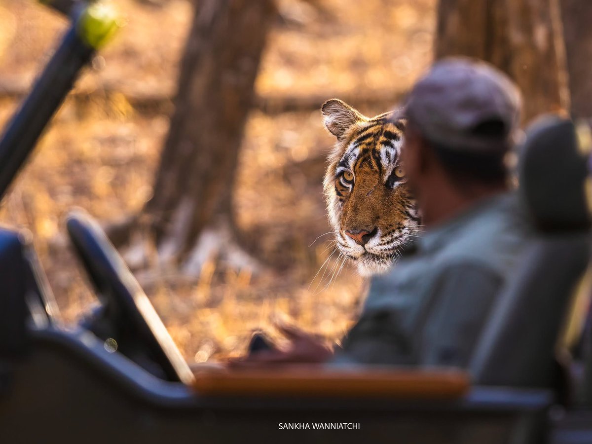 SMNK1972's tweet photo. For context just look at the size. Taken in Ranthambore. Credit to Sankha Wanniatchi https://t.co/A55QzHuIoS