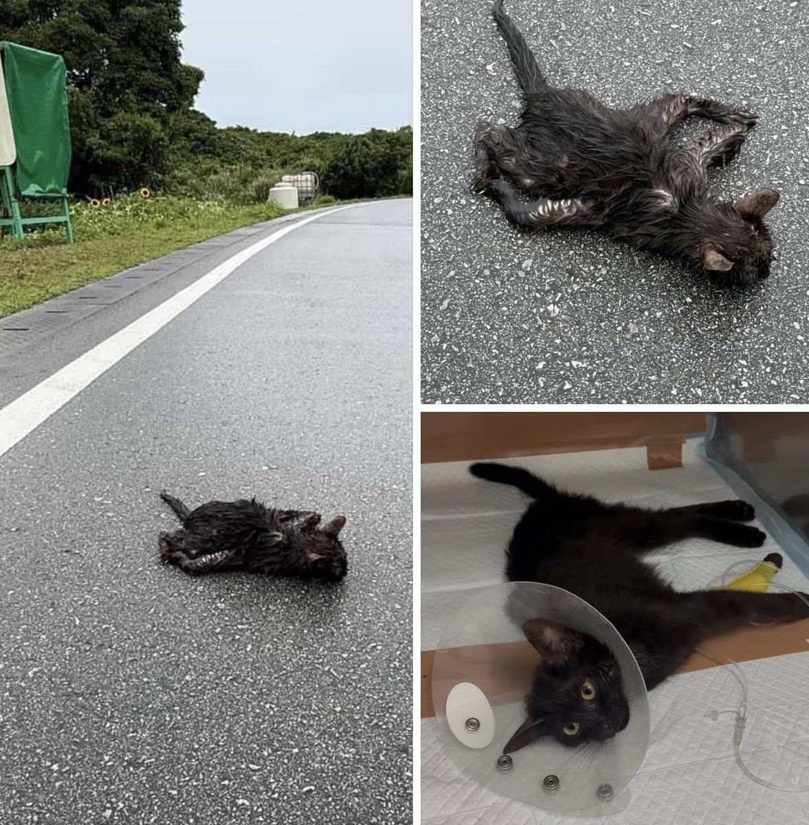 animalforestjp's tweet photo. 轢き逃げされたのか、今朝道路で子猫が死にかけていると通報を受けて至急保護しました。痙攣が止まらず、先生は毒物も疑っています。今は入院させていますが、とても状態が厳しい。ジブリのようなハッピーエンドを願って、ジジと名付けました。みんな、どうかエール下さい🙏 https://t.co/URynzoB3nI