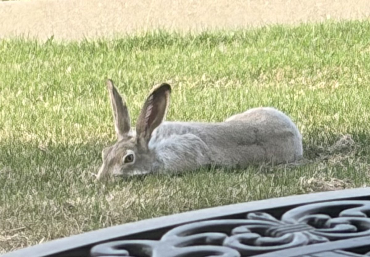 EndlessRondo's tweet photo. Haven’t seen the big neighborhood bun around for most of the winter but he was back tonight https://t.co/HcUNjAH6V5