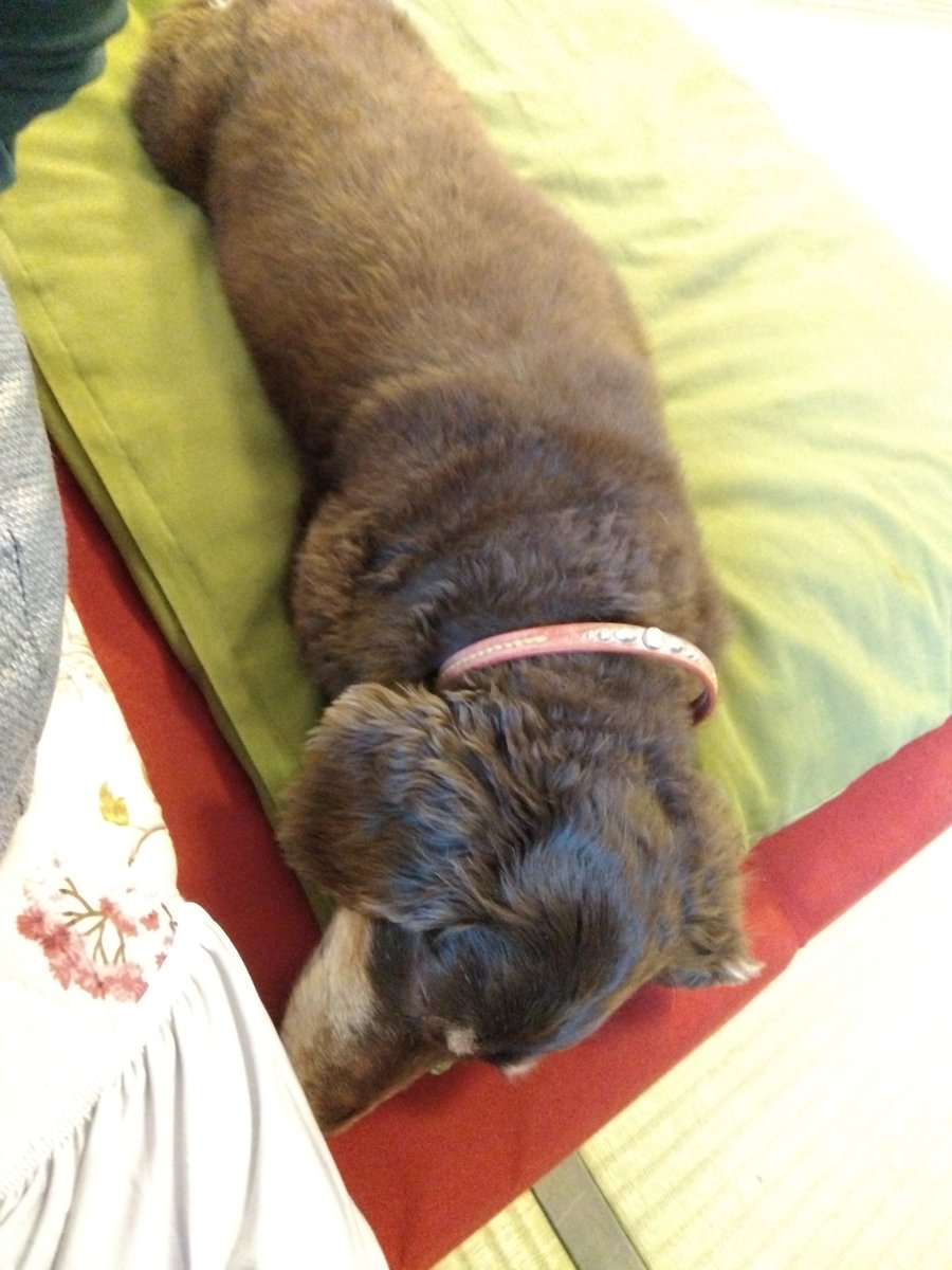 MdfSummer's tweet photo. ここのところ飼主がとある事情で落ち込んでいることを察してか、いつも近くにいてくれます。いとおしさに救われます。 https://t.co/moPA8QY8yl