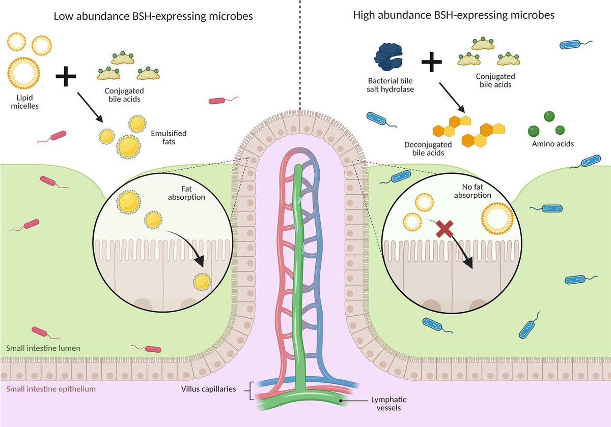 Gut_BMJ's tweet photo. This #GUTRecentAdvancesInBasicScience review synthesises emerging evidence linking the microbiome to cardiovascular disease, highlighting shared inflammatory and metabolic pathways.

Fusco et al. present “Gut microbiota and atherosclerosis” - access it via https://t.co/QYAOjcjFWM

#GUTMicrobiota #Atherosclerosis @GiovanniCammar9 @gianluca1aniro