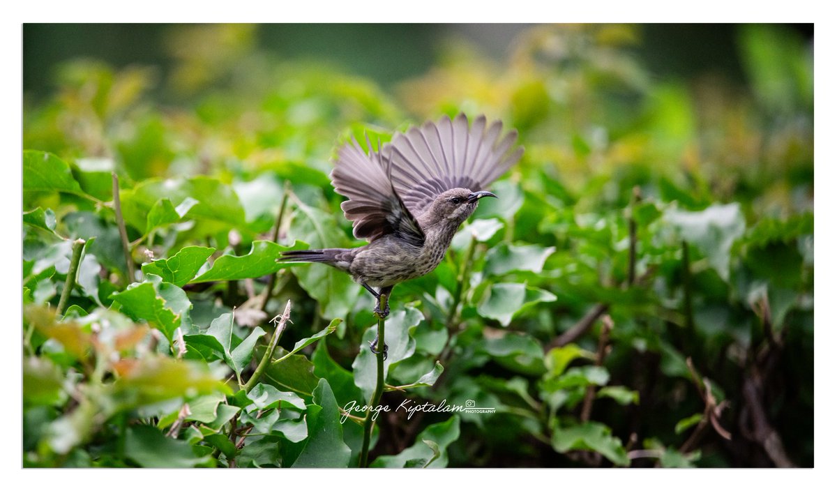 KKiptalam's tweet photo. Streaky Seedeater (Crithagra striolata) doing a wing-up! 🐦✨ Nature’s tiny show-off right.

#BirdsOfKenya #BirdPhotography #BaringoCounty #BirdWatching #NatureLover #Mogotio #Nikonz7ii #Sigma https://t.co/pbfgveltPZ