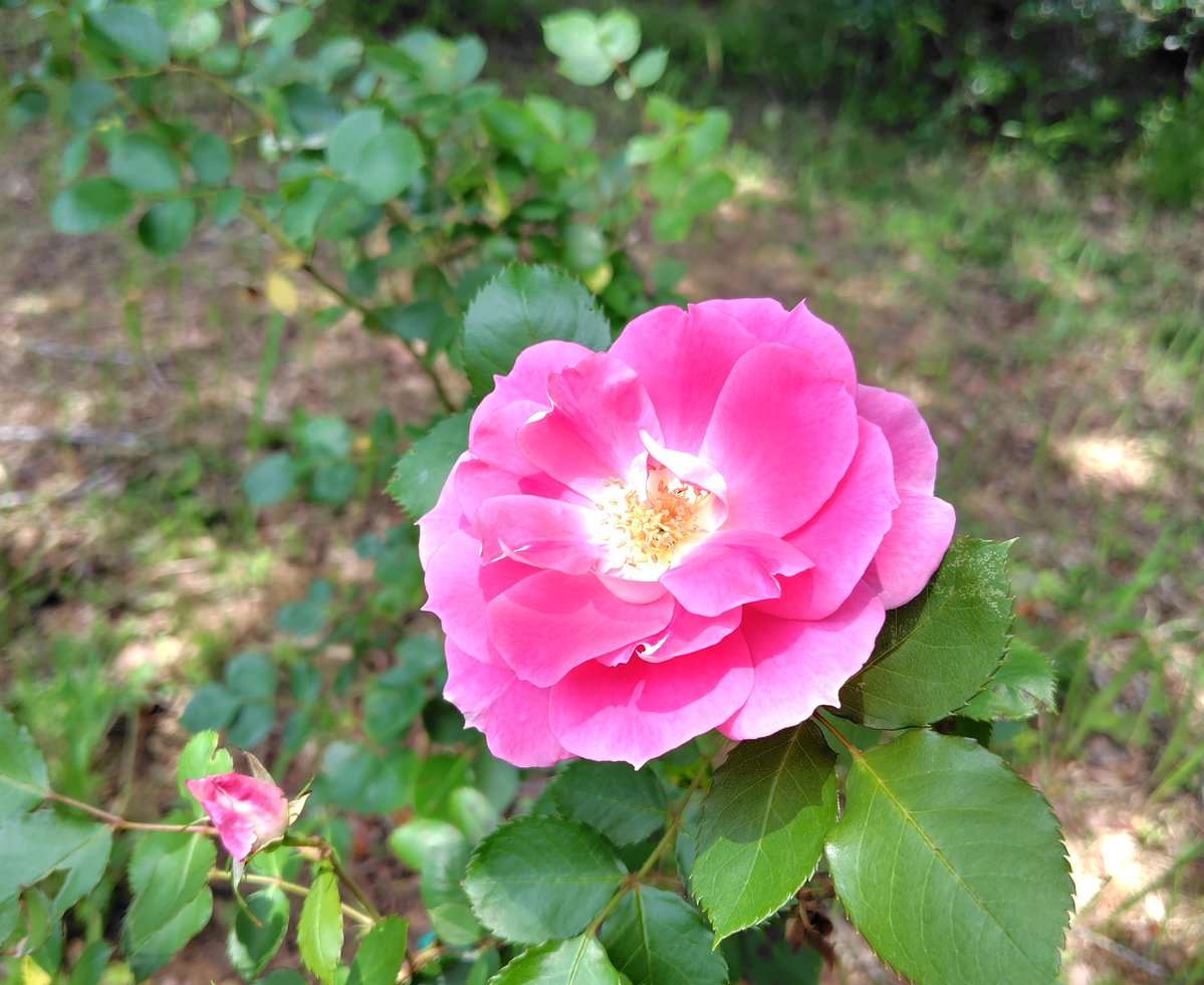 裏の花子📚️ tweet media