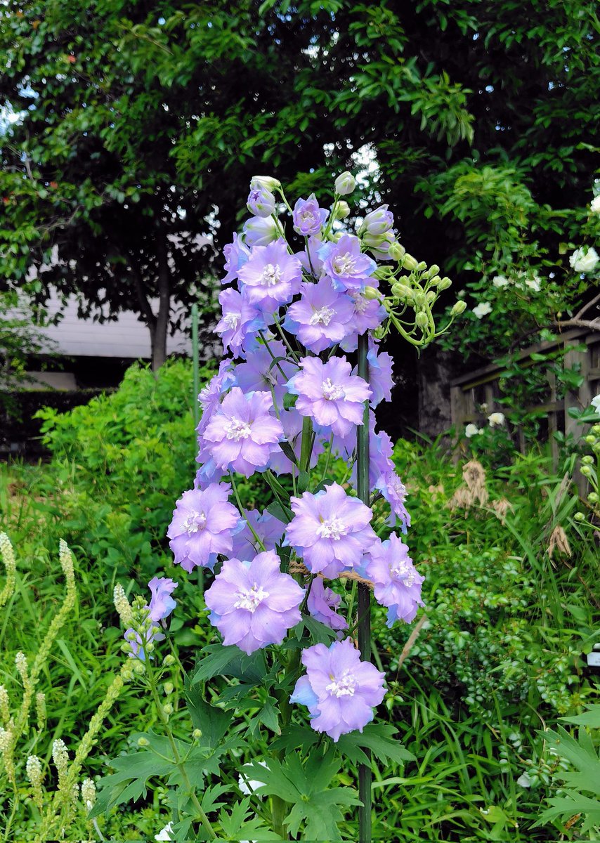 裏の花子📚️ tweet media