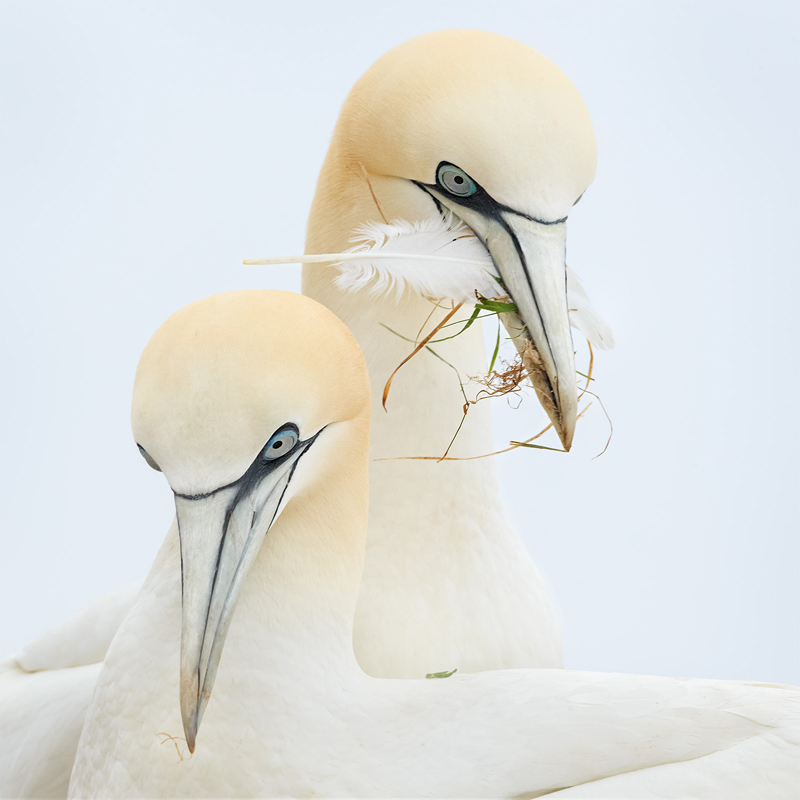 bird/h tweet media