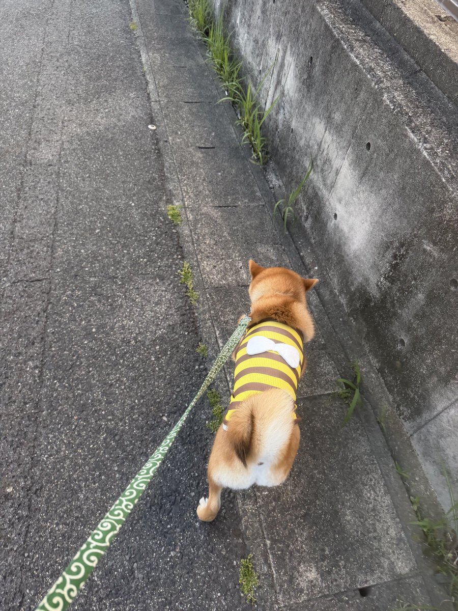 りょ tweet media