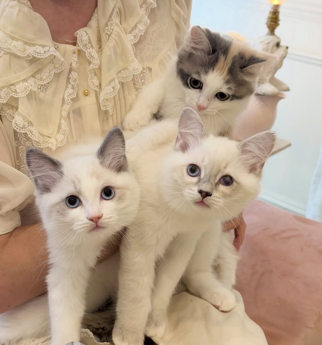 yukiemonnoneko's tweet photo. 【ホイップくん、クリームくんのこと】
推定4ヶ月の実の兄弟。
誕生日や猫種はわかりません。
生後1ヶ月経っても、片目が腫れて開かずブリーダーに放棄されました。
保護当初は、両目とも目やにがかなり酷くふいてもふいても溢れてきて痛そうな様子でした。
詳しくは↓↓

https://t.co/ZlyLRSrNR3 https://t.co/Lm60uWC65G