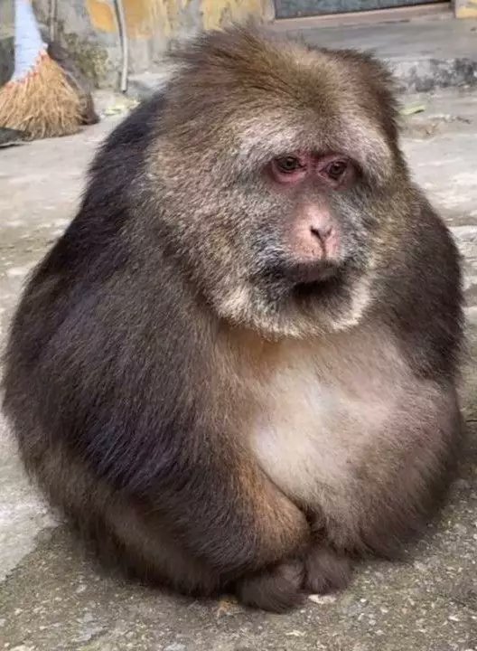 Ape tweet media