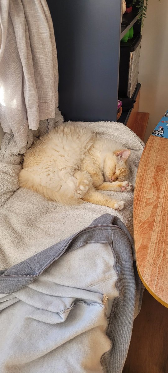 Giragirl's tweet photo. Happy mothers day pet parents! Hope your fluffy kids have been kind to you all https://t.co/XjGzG5EHJA