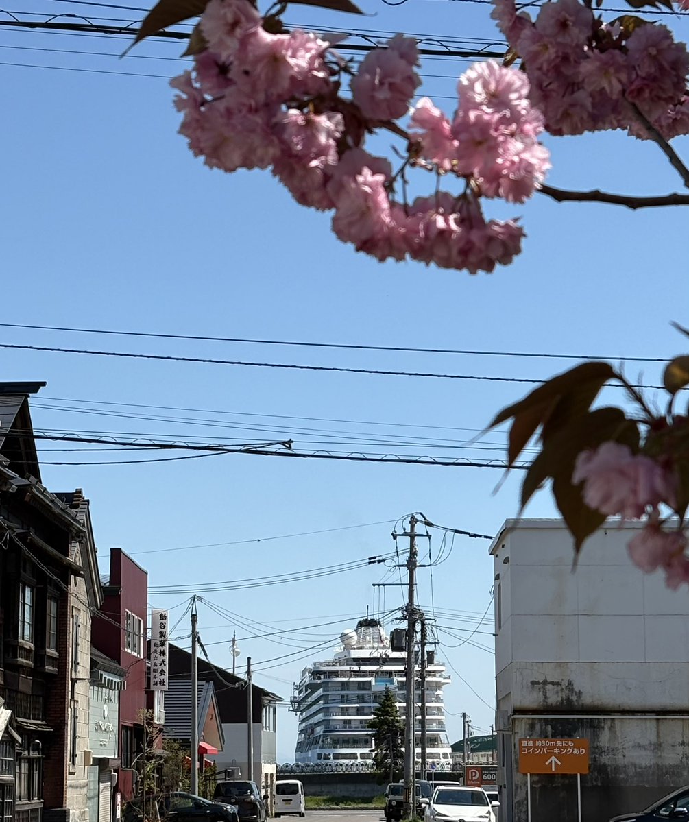 バイキングビーナスと小樽の八重桜