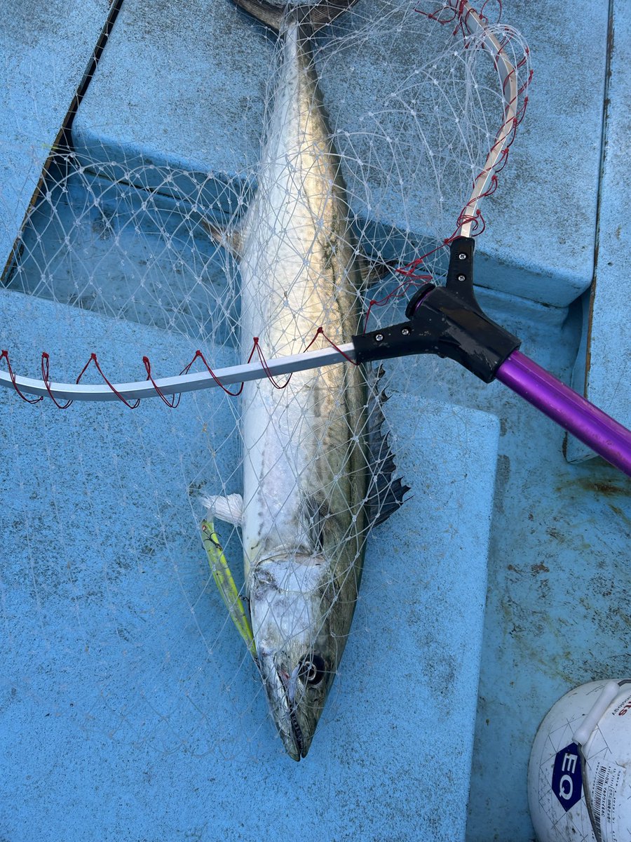 ブローウィンは最強です🎣