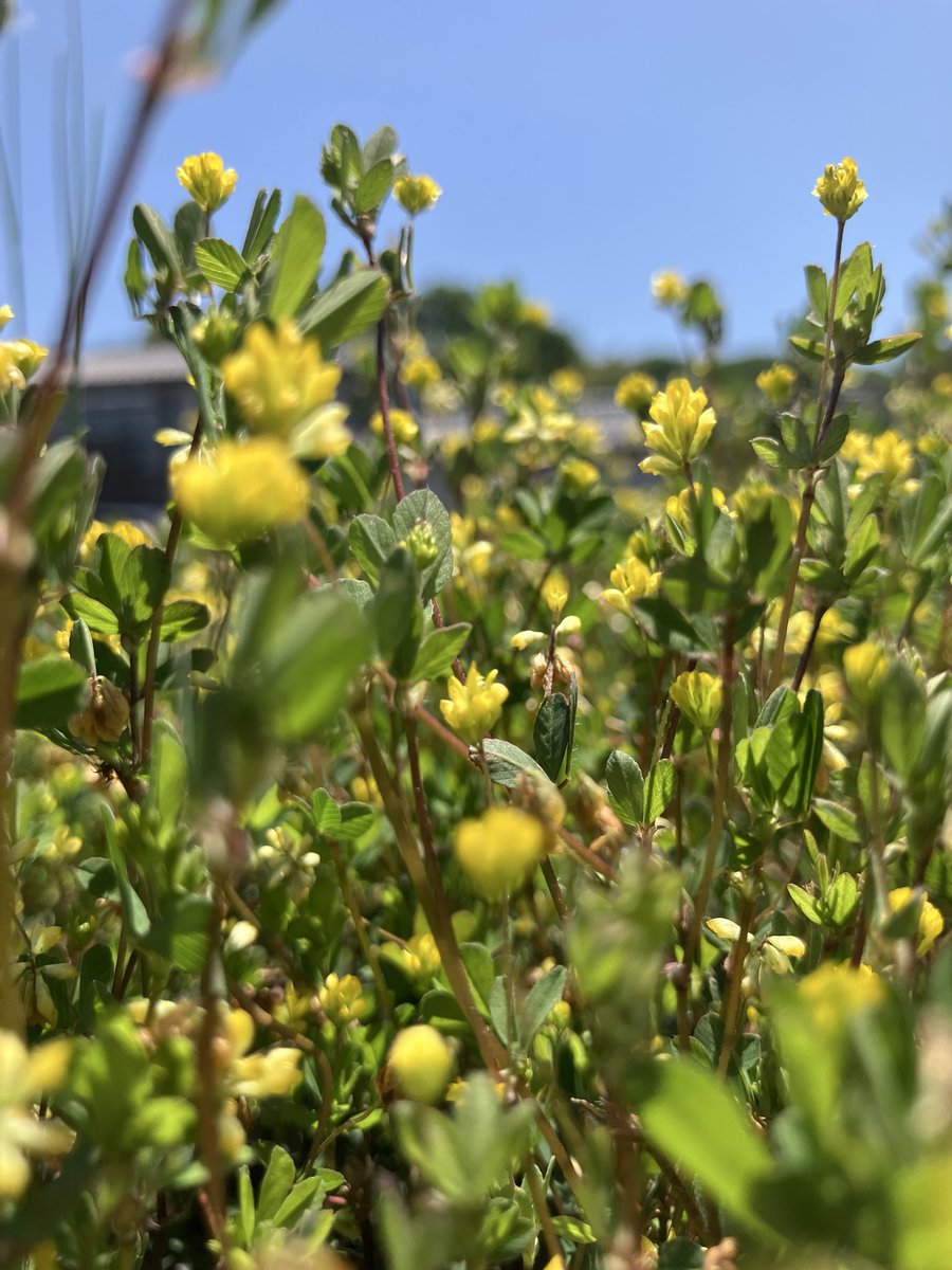 天気良くて青空に小さな花