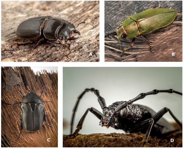 Zoo_UPOL's tweet photo. Saproxyličtí brouci Řecka

Nová souhrnná studie, na které  se podílel také doc. Robin Kundrata z katedry zoologie PřF UP, poprvé  komplexně mapuje saproxylické brouky Řecka. 
Více informací v časopise Frontiers of Biogeography:
https://t.co/NSB4ixJVqP https://t.co/xWbAMfY0QH