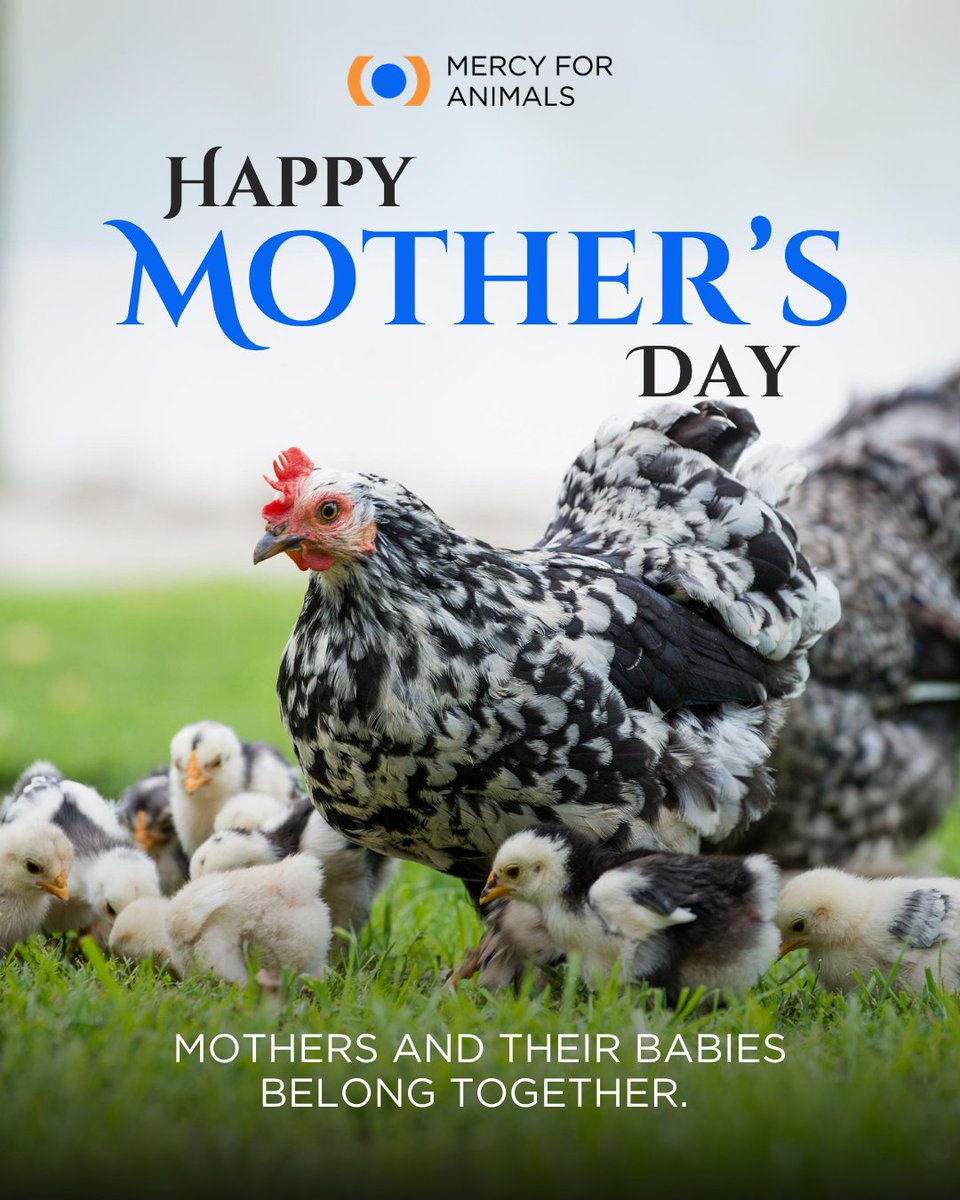 MFA_India's tweet photo. Every mother deserves to be with her baby, no matter the species. Let's choose compassion on this Mother's Day and every day by opting for plant-based foods to reduce the suffering of farm animals on factory farms and keep families together.#MothersDay #Compassion #LoveAllAnimals https://t.co/3WCB8xEKKl