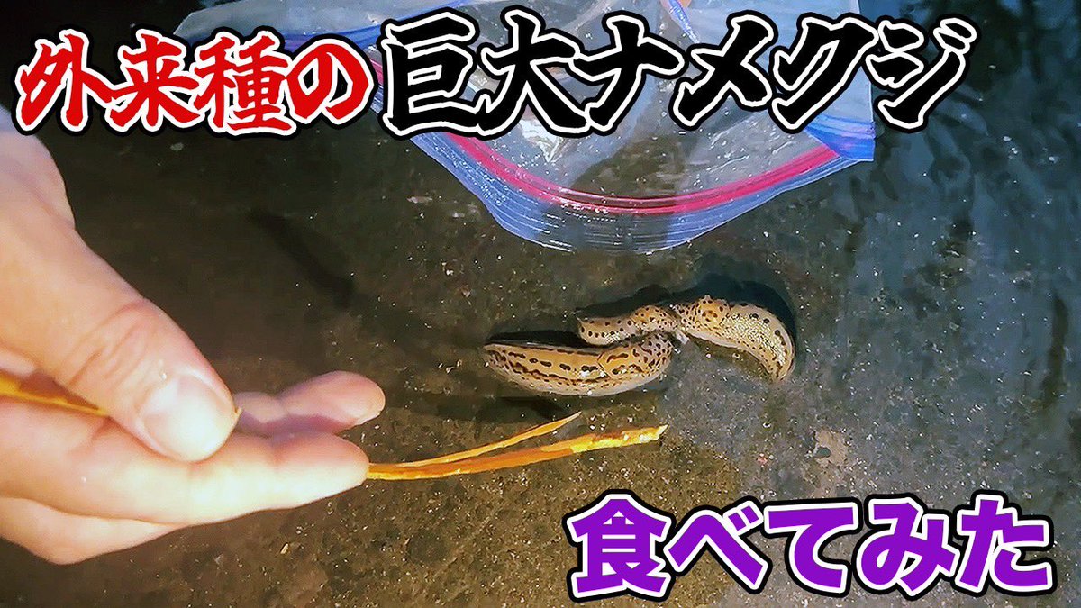 YouTube】北日本を中心に分布を拡大している外来種のナメクジ・マダラ