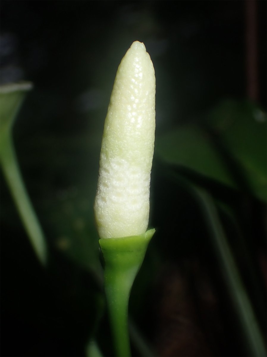 Pursegloveia sp. 