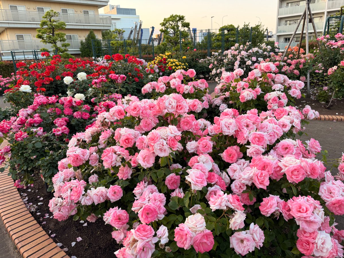 PCX125JF56's tweet photo. バラ園 https://t.co/292zICS8pn