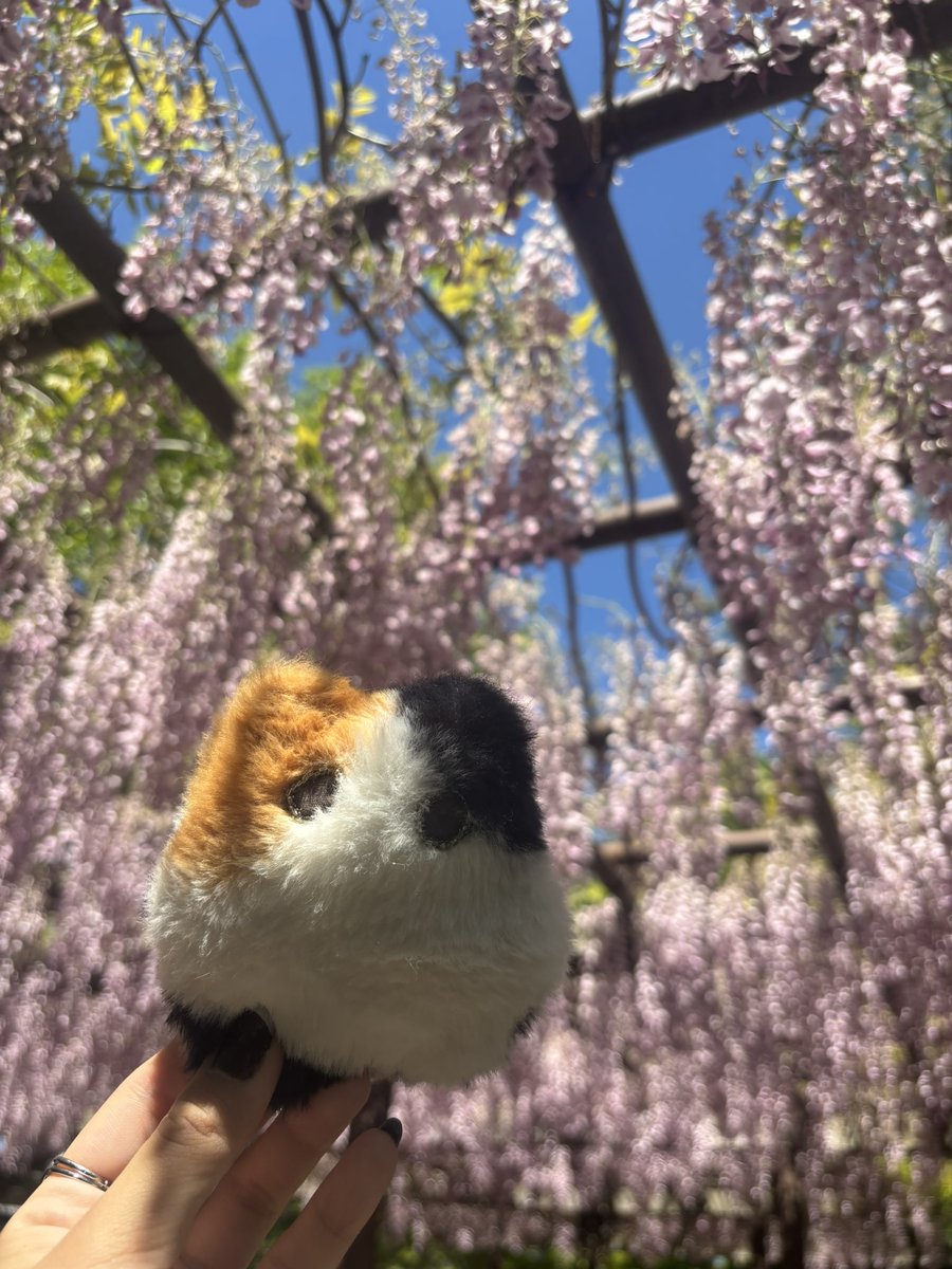 Hasetaroooo's tweet photo. ちゃんとみけにゃんもいました、ドヤ顔 https://t.co/0HJrZ3vVpP