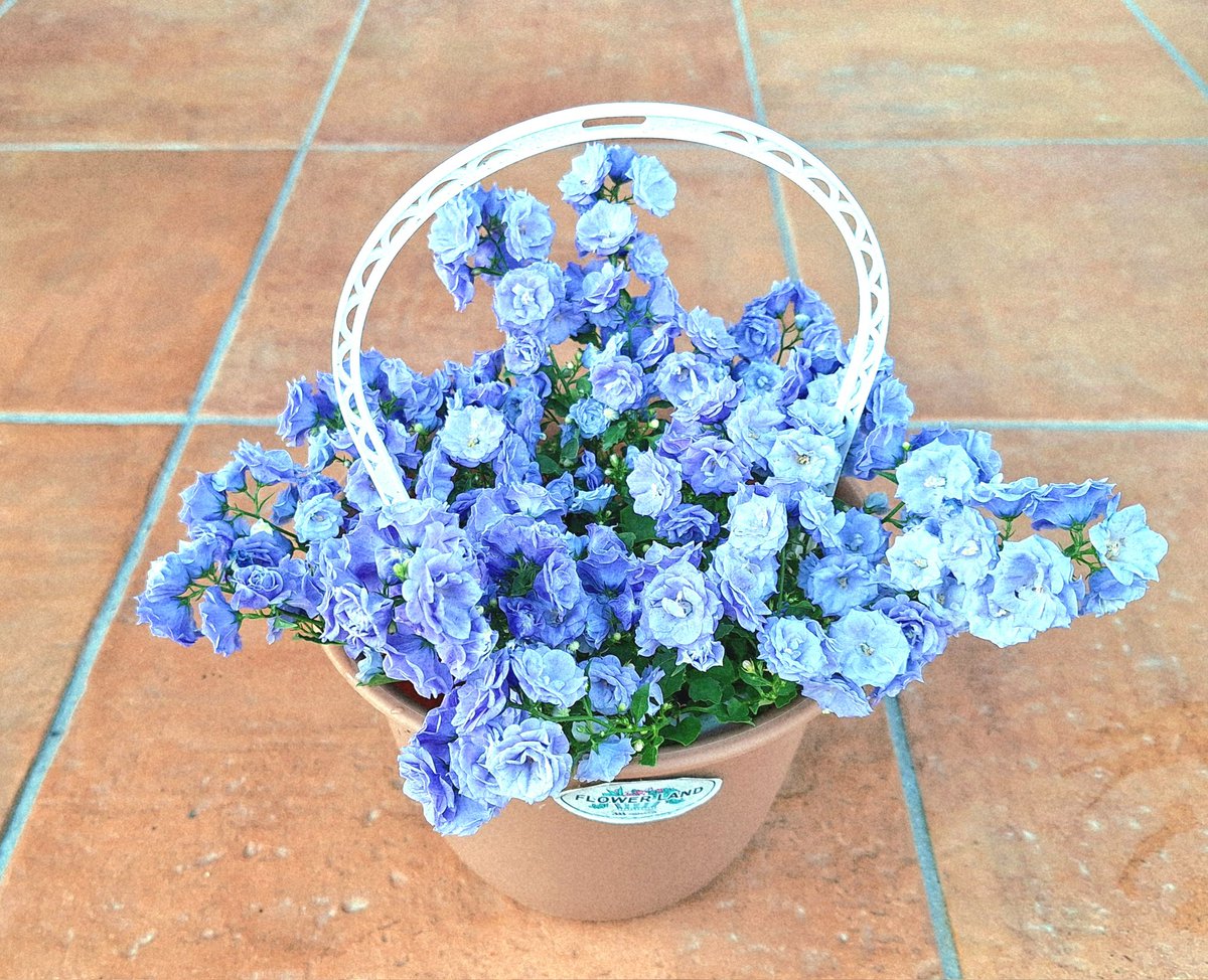 majunmasi68130a's tweet photo. 今日は母の日ということでパパが🎁💜してくれました💐
淡い紫色が可愛いお花💜
パパありがとう💜🥰💜
子供達からも色々貰い嬉しい母の日でした🎂💐 https://t.co/FOzvhSAt1M