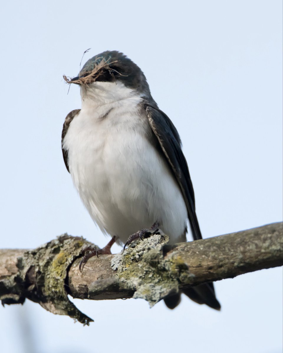 Boesephoto's tweet photo. A #TreeSwallow with some nesting material
#HighPark #Toronto https://t.co/r3dUrVXd4B