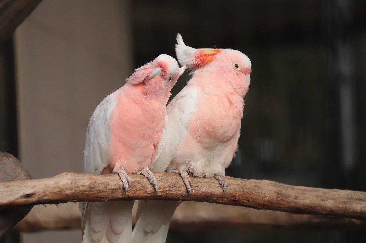 何かに気がついたベルくん🐦 空を見上げていました☀️ 明日は休園日