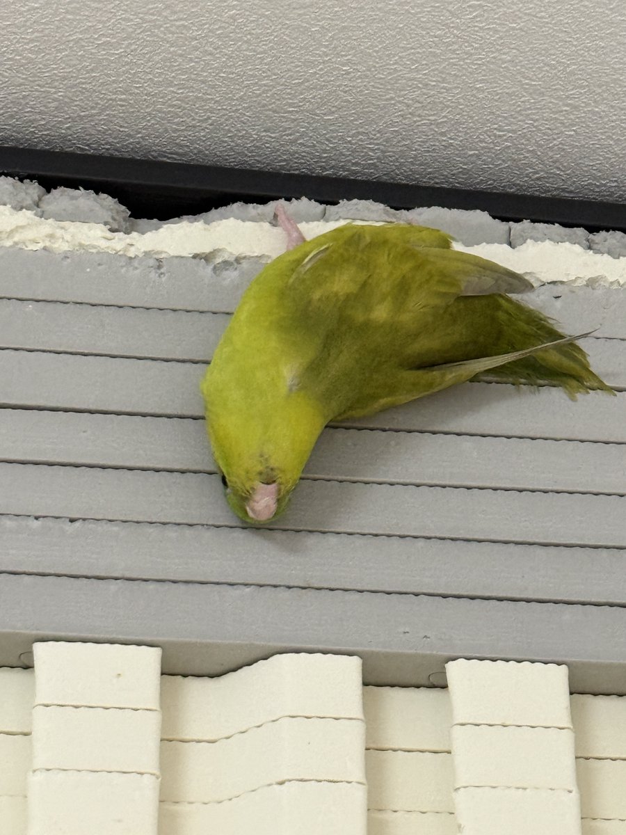 zatoukibi's tweet photo. 今日も元気 https://t.co/iFicfpmDHM