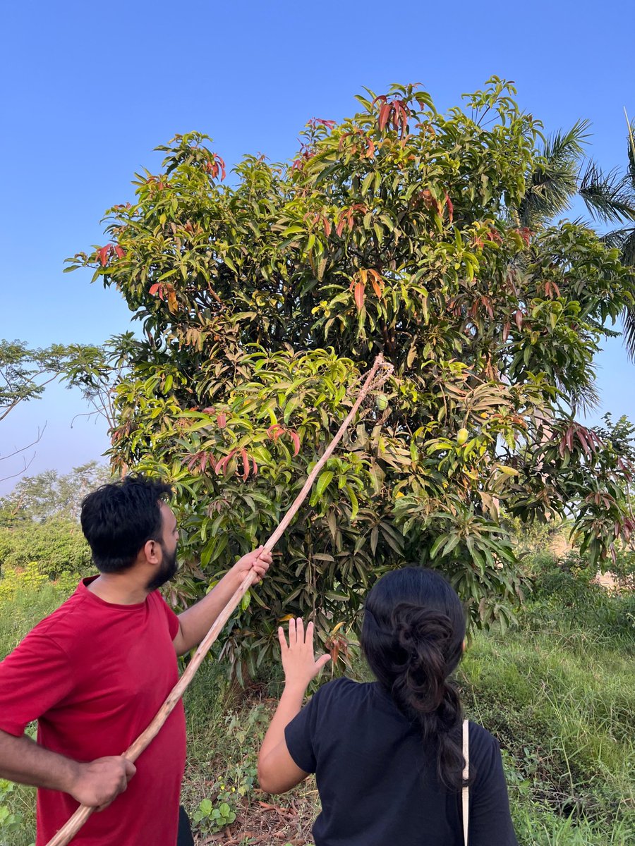 KrunalExplorer's tweet photo. Summer weekend #job! #mangoes https://t.co/TeJsEqiwz0
