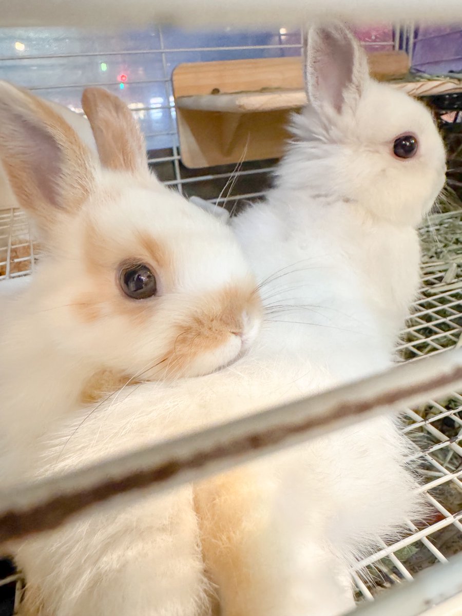 うさぎショップ LoveRabbit tweet media
