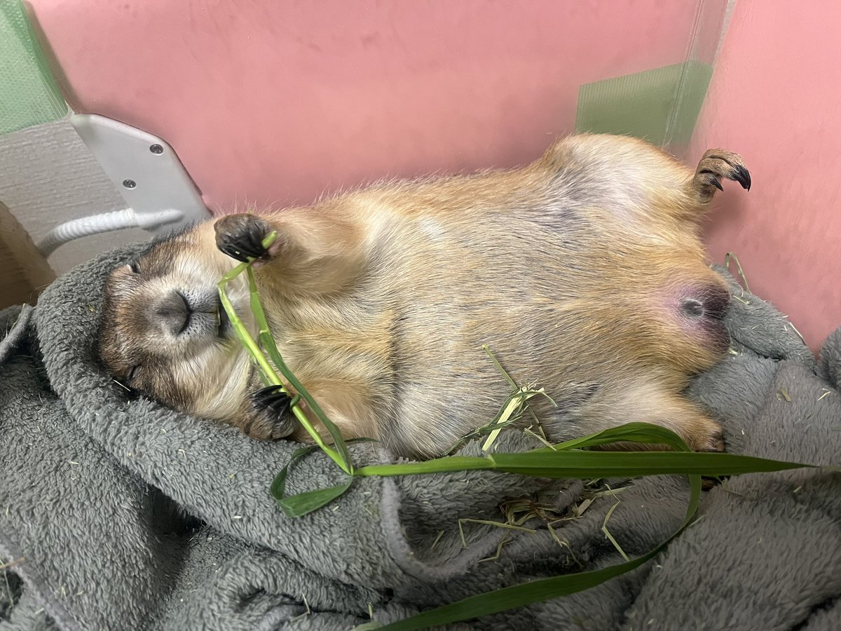 meso601's tweet photo. 生チモシーうまぁなてんちゃん🥰 https://t.co/X0haGuZxLZ